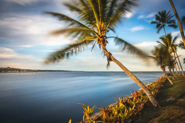 Paisagem litorânea com coqueiros em Trancoso